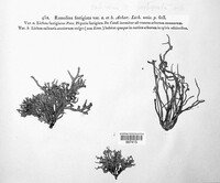 Ramalina fastigiata image